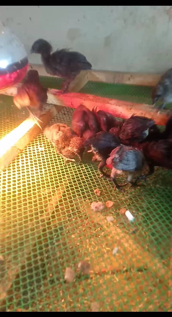 Ayam Cemani grey tongue chicks 2