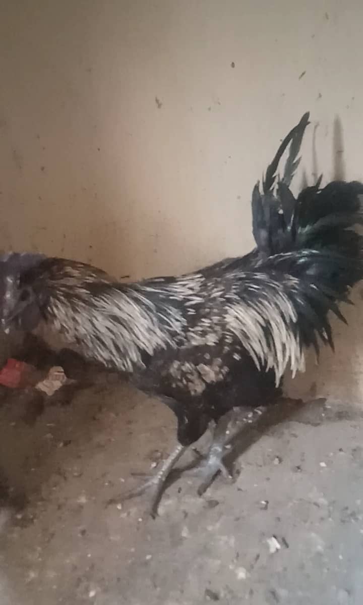 Ayam Cemani grey tongue chicks 3
