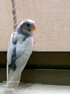 For sale Beautiful budgie