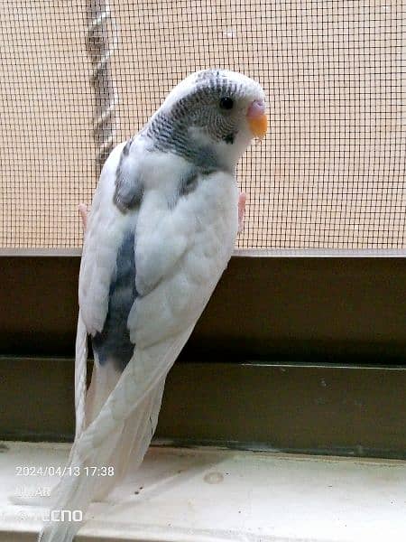 For sale Beautiful budgie 3