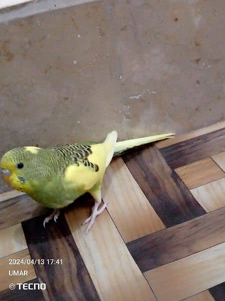 For sale Beautiful budgie 4