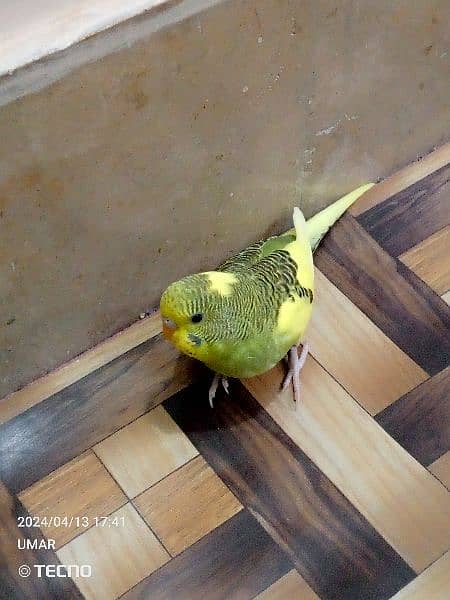 For sale Beautiful budgie 5