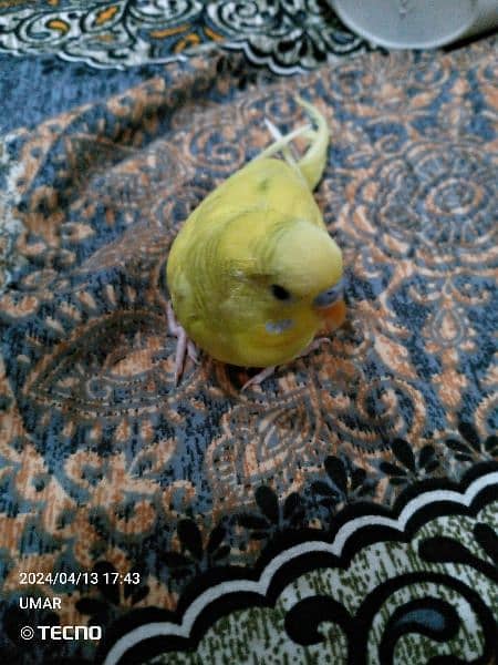 For sale Beautiful budgie 6