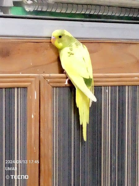 For sale Beautiful budgie 7
