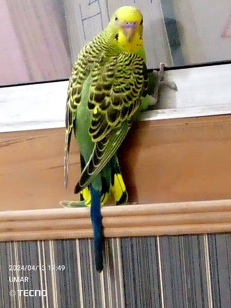For sale Beautiful budgie 10