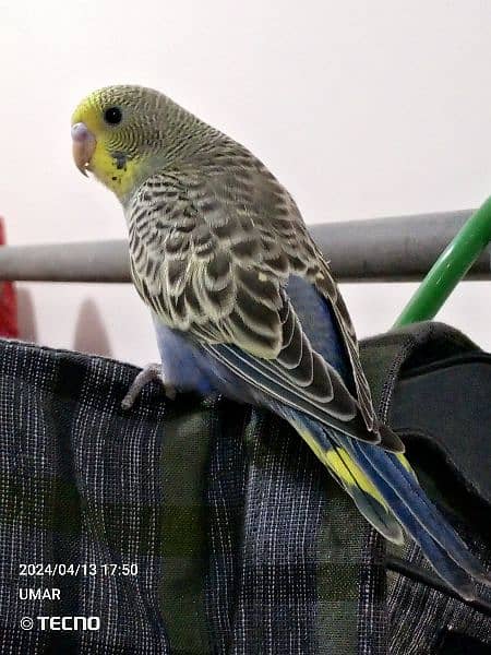 For sale Beautiful budgie 11