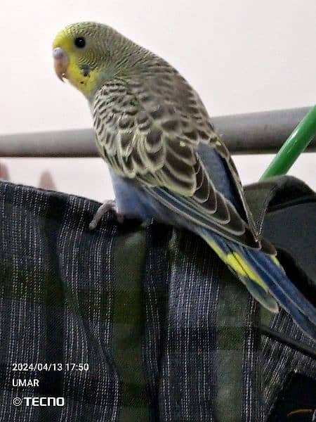 For sale Beautiful budgie 12