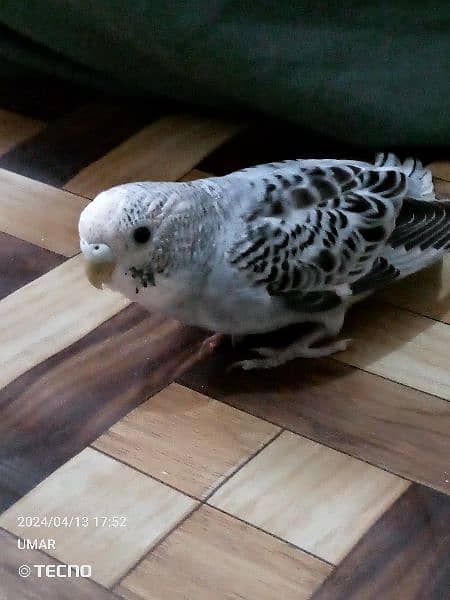 For sale Beautiful budgie 13