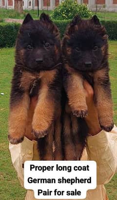 German Shepherd long coat puppies 0