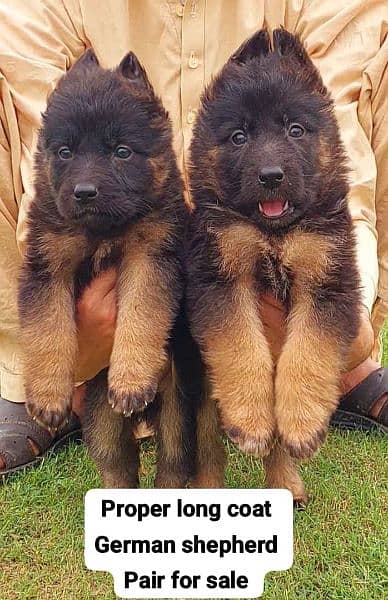 German Shepherd long coat puppies 1