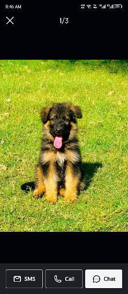 German Shepherd long coat puppies 2