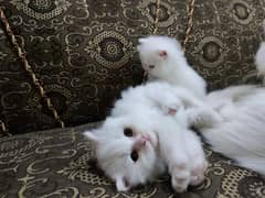 Persian Kitten Triple coated
