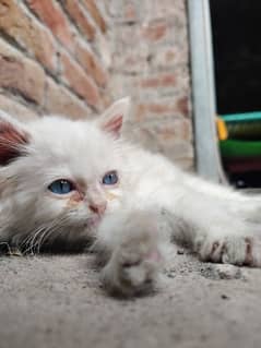 Beautiful kitten (white color and blue eyes)