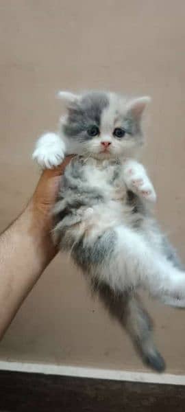 little train full healthy kitten 03037747713 contact number 3