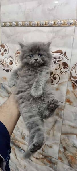 little train full healthy kitten 03037747713 contact number 4
