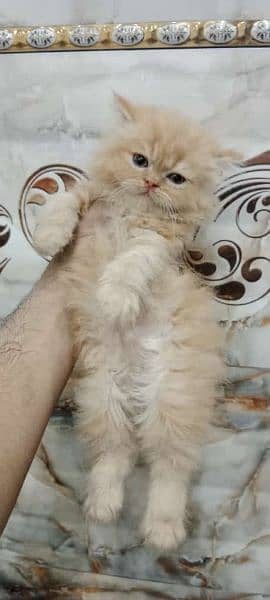 little train full healthy kitten 03037747713 contact number 7
