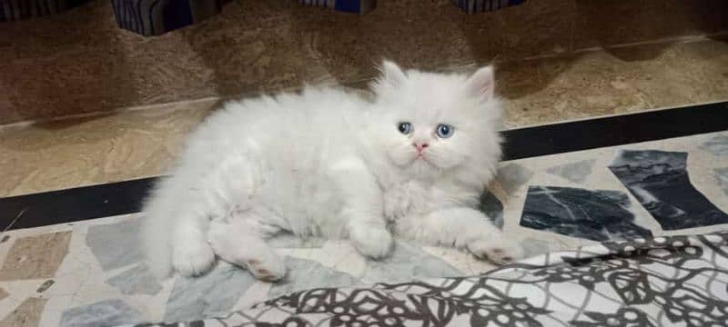 little train full healthy kitten 03037747713 contact number 9