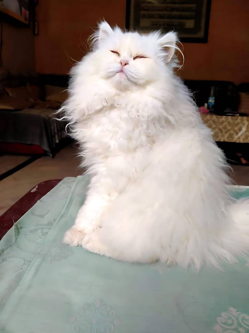 Show Quality Persian Triple Coat Kitten 1