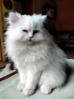 Show Quality Persian Triple Coat Kitten 0