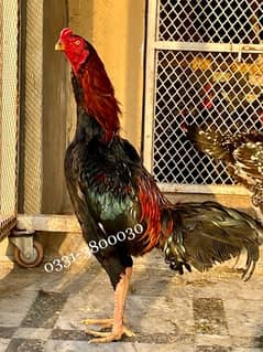 Pure Thai Aseel Pair Egg Laying