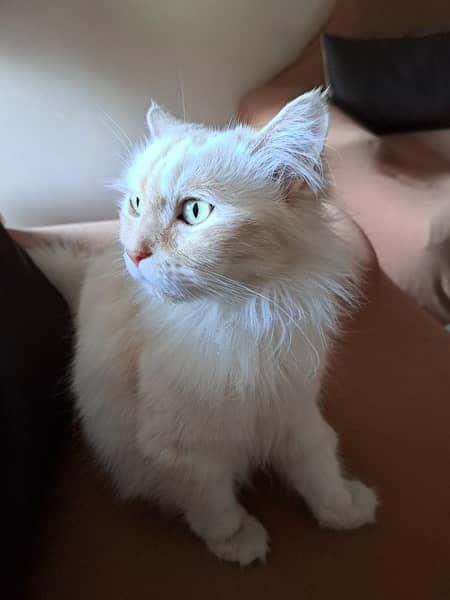 PERSIAN WHITE FEMALE CAT 3