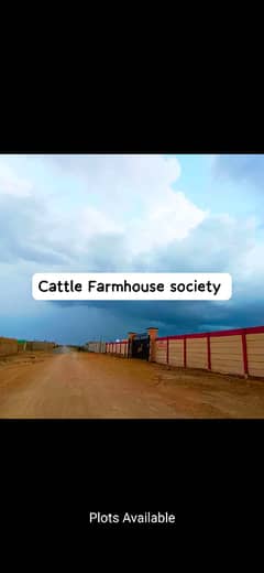 Cattle Farm dairy farm