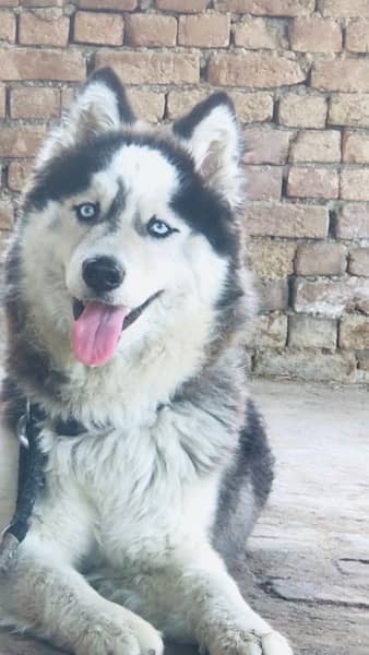 Siberian husky dog wolly coat top quality adult male for sale 1