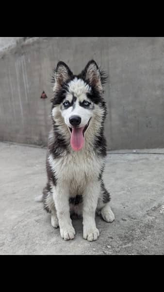 Siberian husky dog wolly coat top quality adult male for sale 2