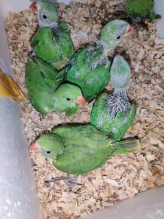 Ringneck Chicks Available