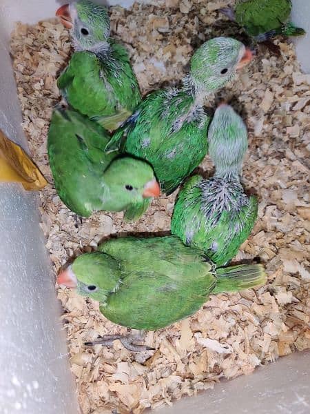 Ringneck Chicks Available 0