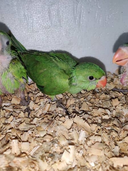 Ringneck Chicks Available 6