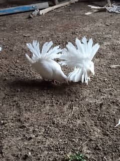 one white pair lakha pagions for sale