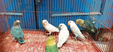 Blue pastel, Albino, Blue Fischer Possible ino chick's Available 0