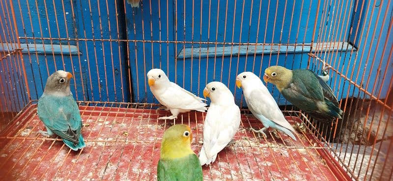 Blue pastel, Albino, Blue Fischer Possible ino chick's Available 0