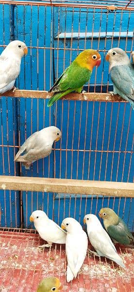Blue pastel, Albino, Blue Fischer Possible ino chick's Available 1