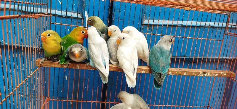 Blue pastel, Albino, Blue Fischer Possible ino chick's Available 2