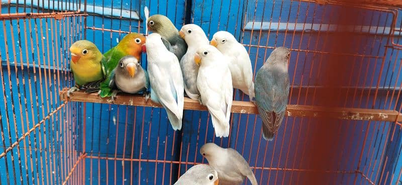 Blue pastel, Albino, Blue Fischer Possible ino chick's Available 3