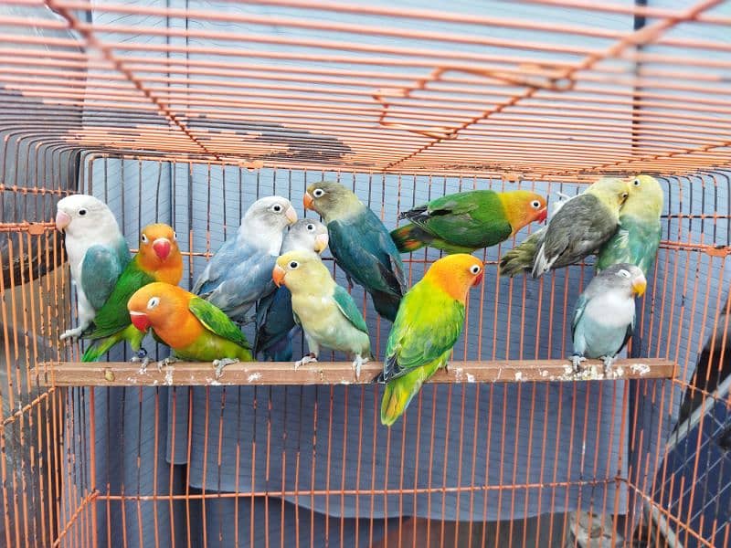 Blue pastel, Albino, Blue Fischer Possible ino chick's Available 4