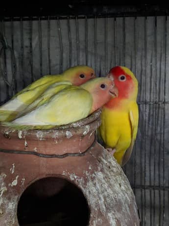 Love Birds 4