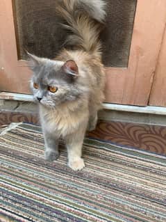 grey persian cat for sale