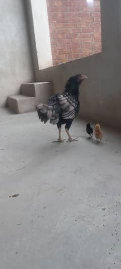 Aseel hen for sale with chicks