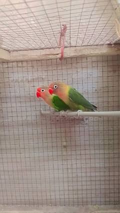 Love birds