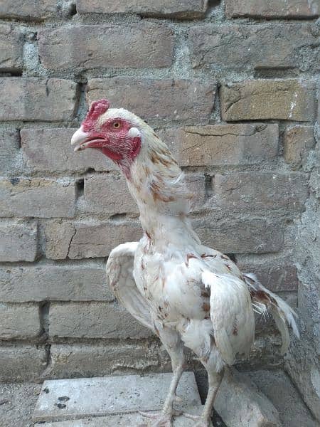 Aseel Cheena rooster 2