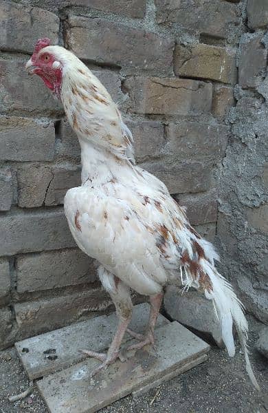 Aseel Cheena rooster 3