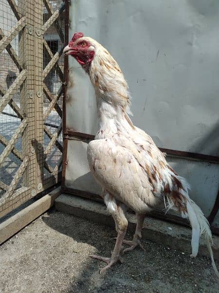 Aseel Cheena rooster 5