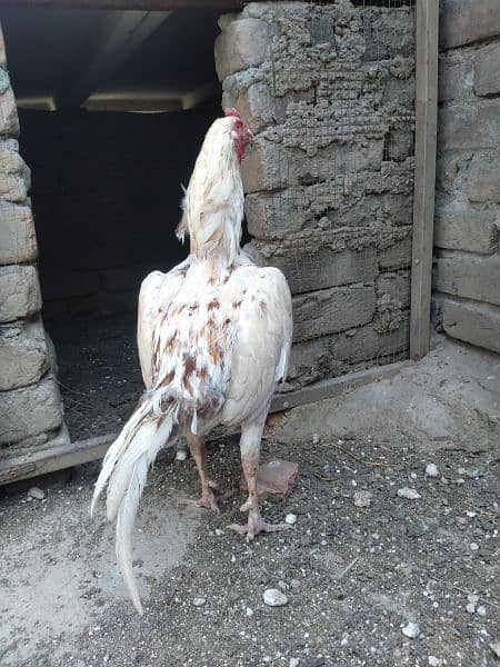 Aseel Cheena rooster 6