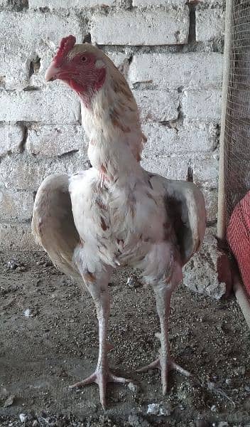 Aseel Cheena rooster 8