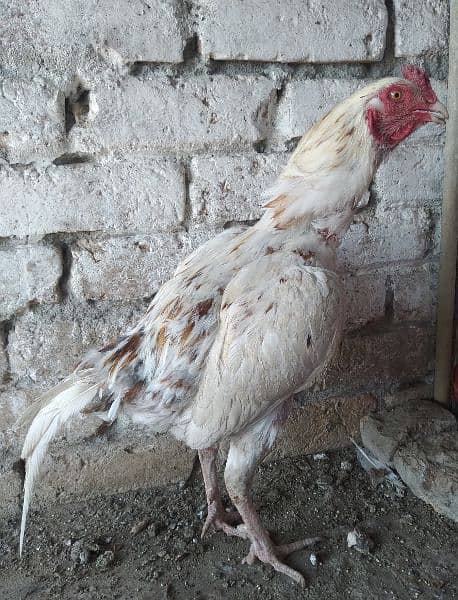 Aseel Cheena rooster 9