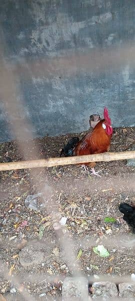 Desi Golden Rooster for sale in very reasonable price 2