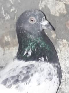 4 high flyer pigeon || for sale || kabootar for sale in islamabad